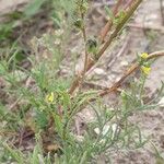 Linaria simplex Kvet