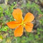 Balbisia miniata Flower