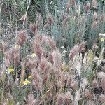 Bromus rubens Flower