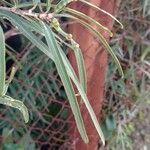 Sapium haematospermum Blad