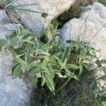 Phlomis fruticosa Fulla