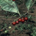 Stylogyne micrantha Fruit