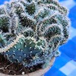 Austrocylindropuntia cylindrica叶