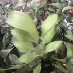 Ruscus hypophyllum Blatt