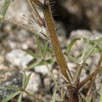 Lupinus sparsiflorus Bark