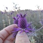 Eryngium leavenworthii Λουλούδι