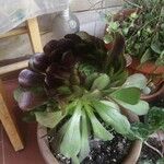 Aeonium arboreum পাতা