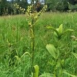 Veratrum lobelianum आदत