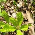 Quercus macrocarpa Liść