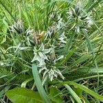 Ornithogalum boucheanum Flower