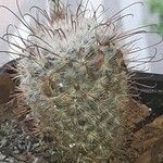 Mammillaria grahamii 葉