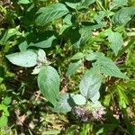 Pycnanthemum incanum Leaf