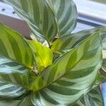 Calathea concinna برگ