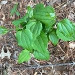 Smilax tamnoides Blatt