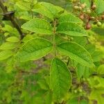 Zanthoxylum americanum Ліст