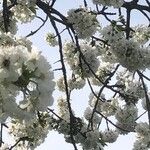Prunus cerasusBlodyn
