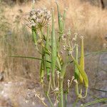 Asclepias fascicularis Blomst