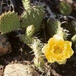 Opuntia macrorhiza Habitus