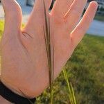 Andropogon gerardi Leaf