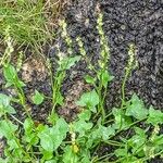 Rumex scutatus Blüte