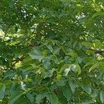 Juglans regia 整株植物