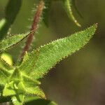 Silphium asteriscus Leaf