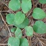 Fuchsia procumbens List