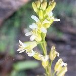 Turritis glabra Blomst