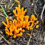 Calocera viscosaLeaf