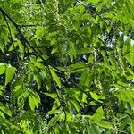 Pterocarya rhoifolia List