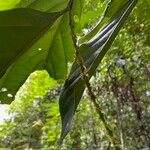 Galearia fulva Leaf