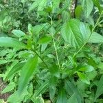 Capraria biflora आदत