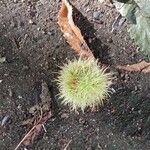 Castanea sativa Mbuma