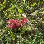 Melaleuca elliptica