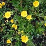 Potentilla aurea Облик