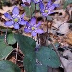 Anemone hepatica Leaf