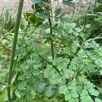 Oenanthe crocata 葉