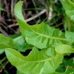 Cichorium endivia Blad