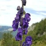 Aconitum napellus 花