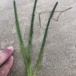 Zostera marina Folha