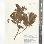 Dombeya sahatavyensis Otro