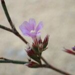 Limonium companyonis Fula