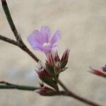 Limonium companyonis