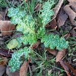 Silybum marianum Blad