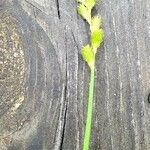 Carex tribuloides Fruto