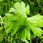 Geranium pyrenaicum برگ