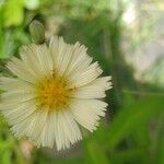 Lactuca indica 花