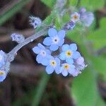 Myosotis arvensis花