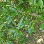 Crescentia alata Hoja