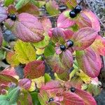 Cornus sanguinea Folla